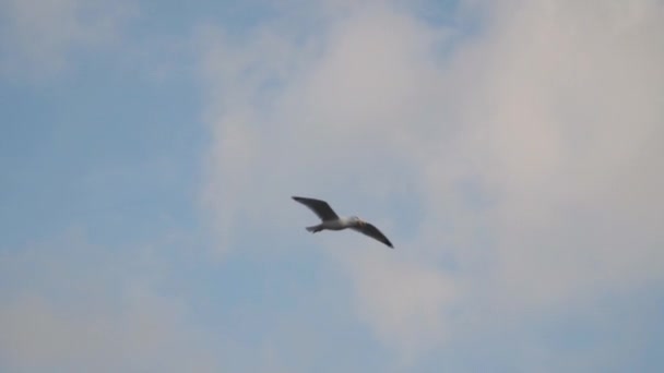 Gaviota en vuelo traga comida — Vídeos de Stock