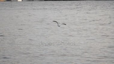 Bir martı denizin uçuyor. O onun gagasında gıda vardır