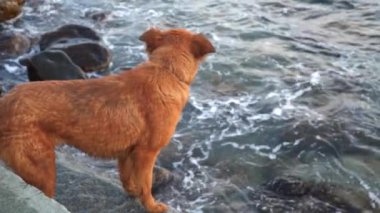 Bir köpek sahilde duruyor. O dalga uzak çalışır