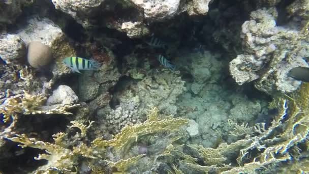 Коралові риби. Повільний рух — стокове відео