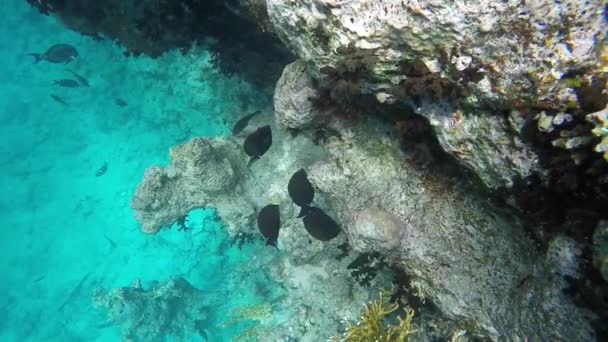 Muchos peces nadan entre corales — Vídeo de stock