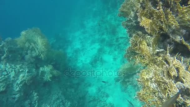 Podwodny świat raf koralowych. — Wideo stockowe