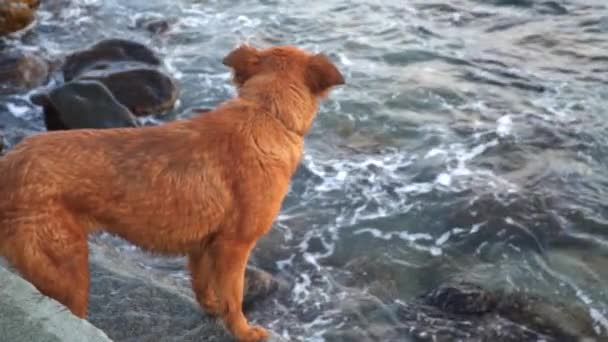 Um cão está na praia. Ela foge da onda. — Vídeo de Stock