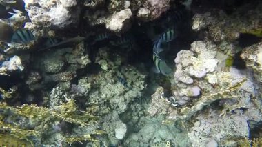 tropikal balık ve mercan sualtı