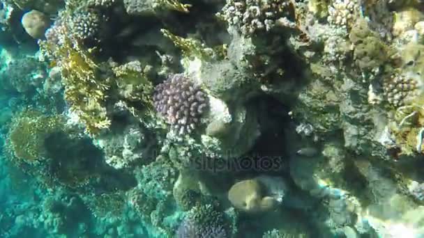 Corales multicolores en arrecifes — Vídeo de stock