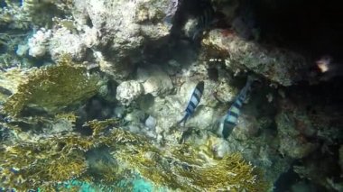 Sualtı çekim tropikal mercan.