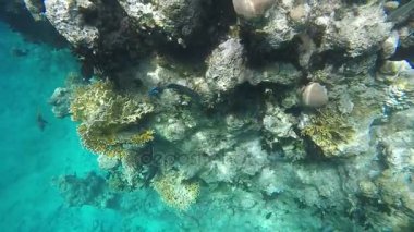 Güzel sualtı klip.