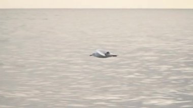 Deniz ve kara su üzerinde uçan martı