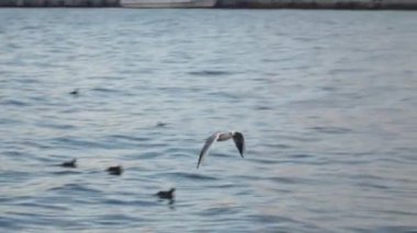Martı denizin üzerinde uçan ve başını sallayarak