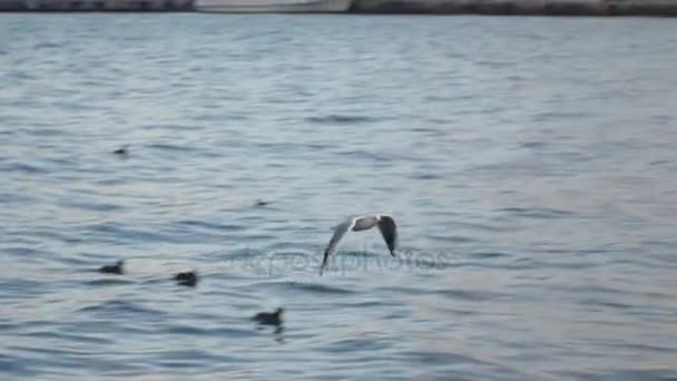 The seagull is flying over the sea and is shaking its head — Stock Video