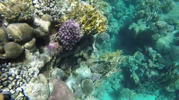 Undervattensvärlden i Röda havet — Stockvideo