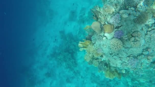 Coral reef in helder water. Veel vis — Stockvideo