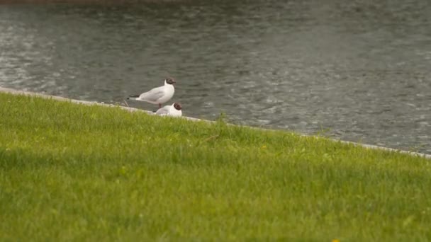 The black-headed gull on the shore of the pond — Stock Video