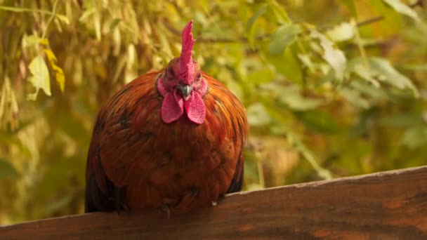 Gyönyörű kakas kakas ül a kerítésen, vagy — Stock videók