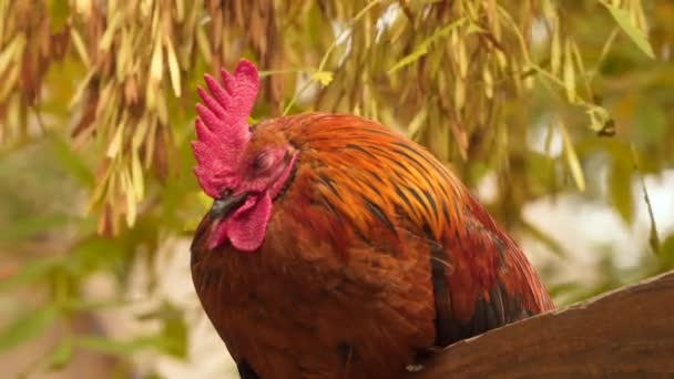 Coq ou coq assis sur la clôture 