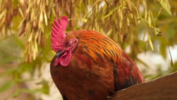 Gallo o gallo sentado en la valla — Vídeo de stock