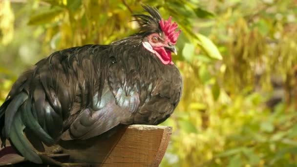 Negro polla o gallo sentado en la valla — Vídeo de stock