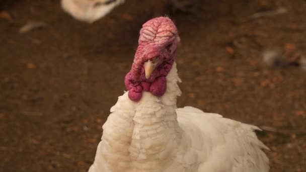White turkey close-up — Stock Video