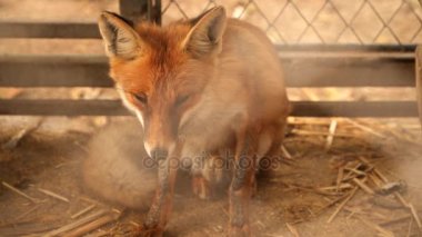 Fox bir kafes içinde