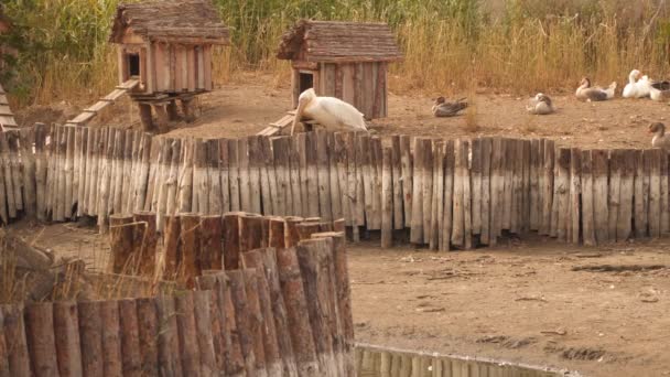 Pelícano en la orilla de un estanque reseco — Vídeo de stock