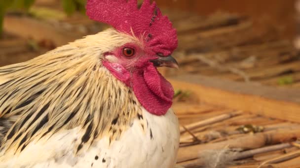 Close-up of the head of a white cock — Stock Video