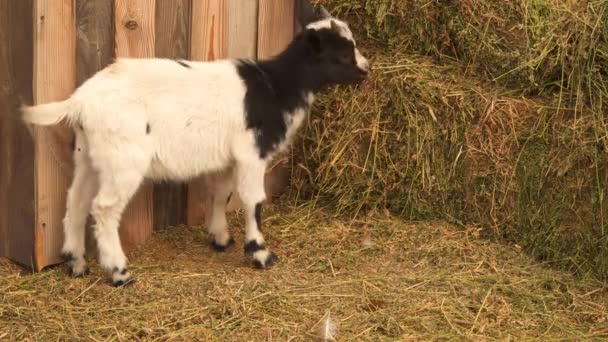 Mały kozi żywi się sianem od koryta — Wideo stockowe