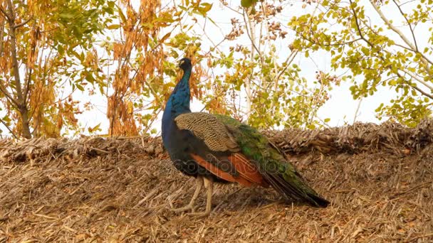 Peacock camina en el techo — Vídeos de Stock