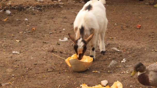 Маленькая коза в сарае ест тыкву — стоковое видео