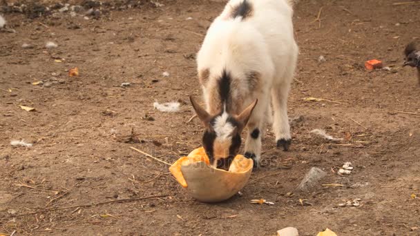 Chèvre dans la basse-cour mangeant de la citrouille — Video