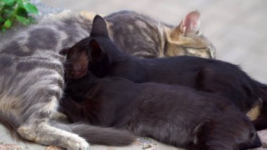 Bir kedi--dan besleyen iki yavru kedi