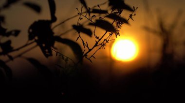 Günbatımında bir ağaç dalı anahat