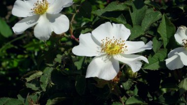 Beyaz gül yaprakları ve dikenleri ile dal