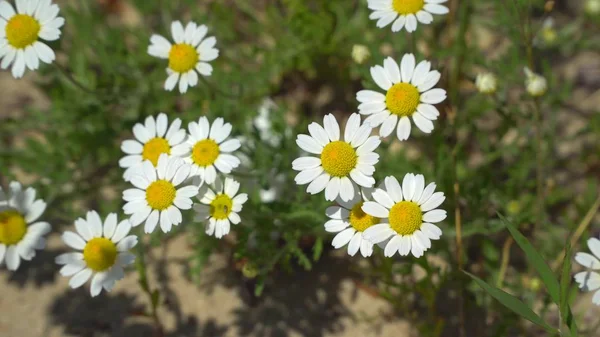 Glade där tusenskönor blommar — Stockfoto