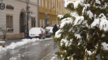 Çalılar kar altında yeşil yaprakları ile. Budapeşte, Macaristan