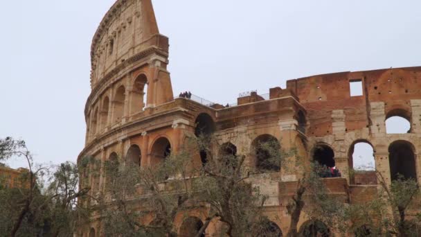 Het Colosseum Rome Voorgrond Zijn Olijfbomen Rome Italië — Stockvideo