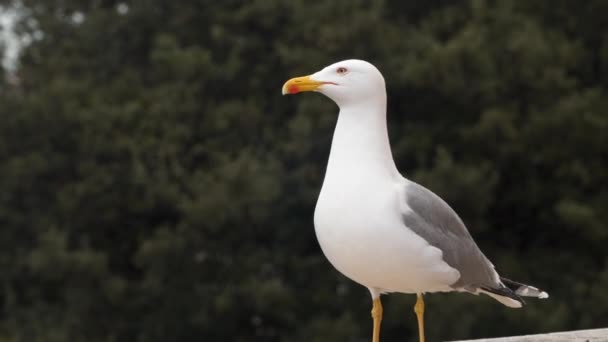 Seagull Rome Looks Camera Flies Away — Stock Video