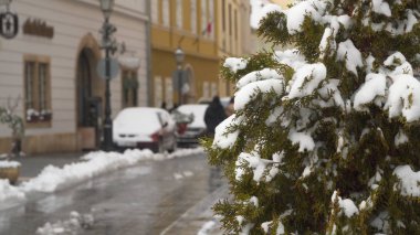 Çalılar kar altında yeşil yaprakları ile