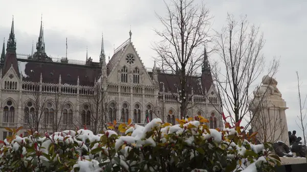 Bokrok a hóban, a magyar Parlament közelében — Stock Fotó