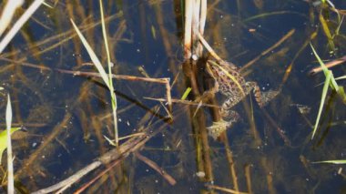 Kurbağa için kuru bir baston tutunur ve uzakta yüzen.