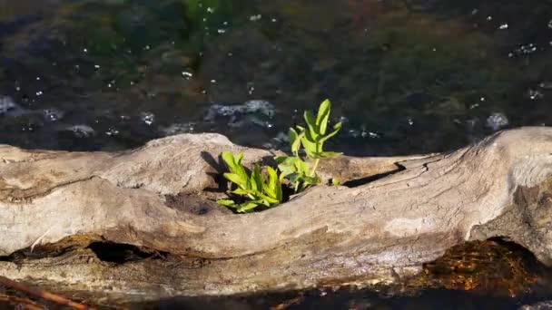 Концепция Новых Начинаний Растение Растущее Высушенного Дерева Дерево Ручье — стоковое видео