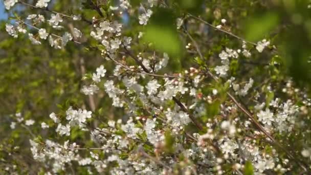 Rama Árbol Frutal Floreciente — Vídeos de Stock