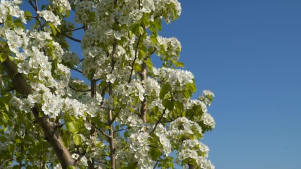 Bees Flowering Tree — Stock Video