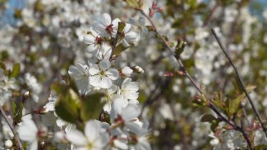 Çiçek açan kiraz. Kiraz çiçeği şube