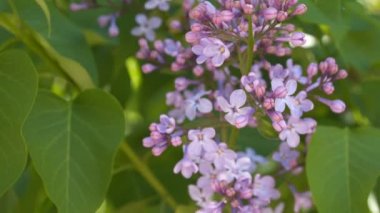 Yeşil yaprakları arasında çiçek açması leylak.