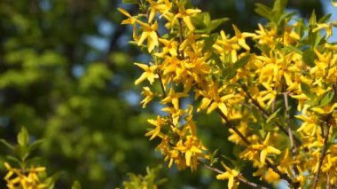 Sarı Frenk üzümü çiçekler dal. Çiçekli Frenk üzümü.