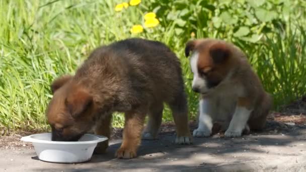 Jeść Dwa Bezdomny Puppy Zwierzęta — Wideo stockowe