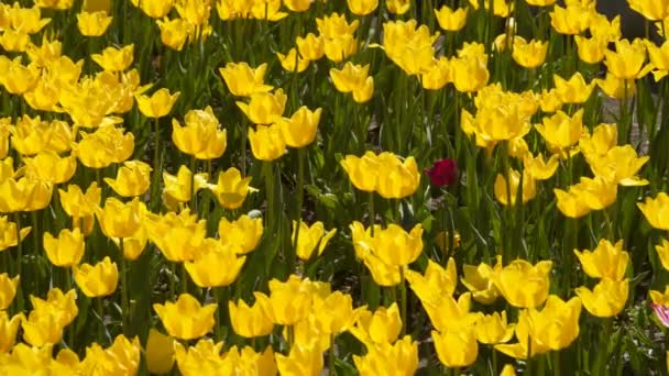 Tisztás Sok Sárga Tulipánok — Stock videók