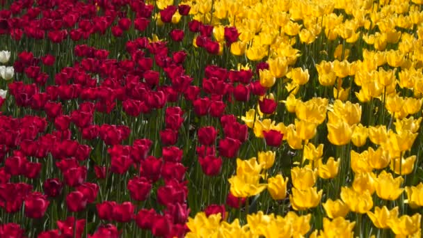 黄色和红色郁金香的空地 — 图库视频影像
