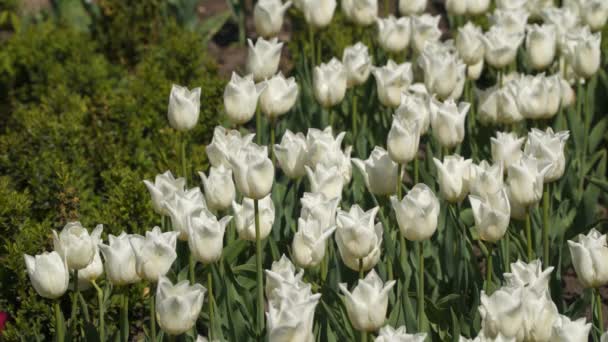 Glade Tulipas Brancas Flores Primavera — Vídeo de Stock