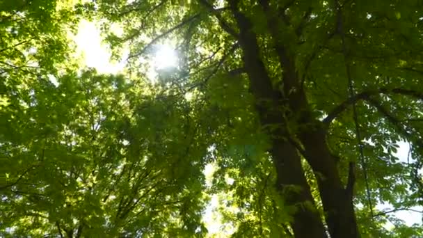 Sunbeam Μέσα Από Φύλλα Των Δέντρων — Αρχείο Βίντεο